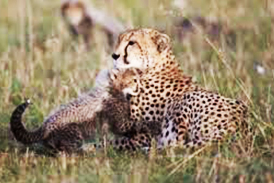 Harbour Rights Secures Multiple Asian Deals Across Wildlife, Science And Factual Genres